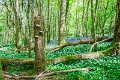 Bluebells and wild garlic in Rossmore Forest Park - May 2017 (14)